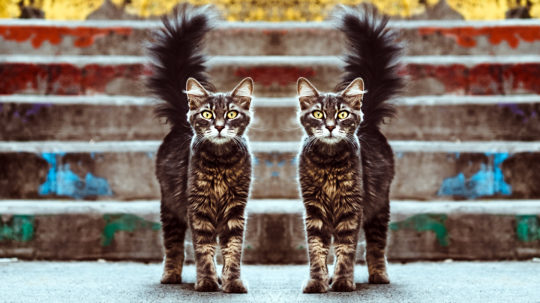 Copycat Annuity